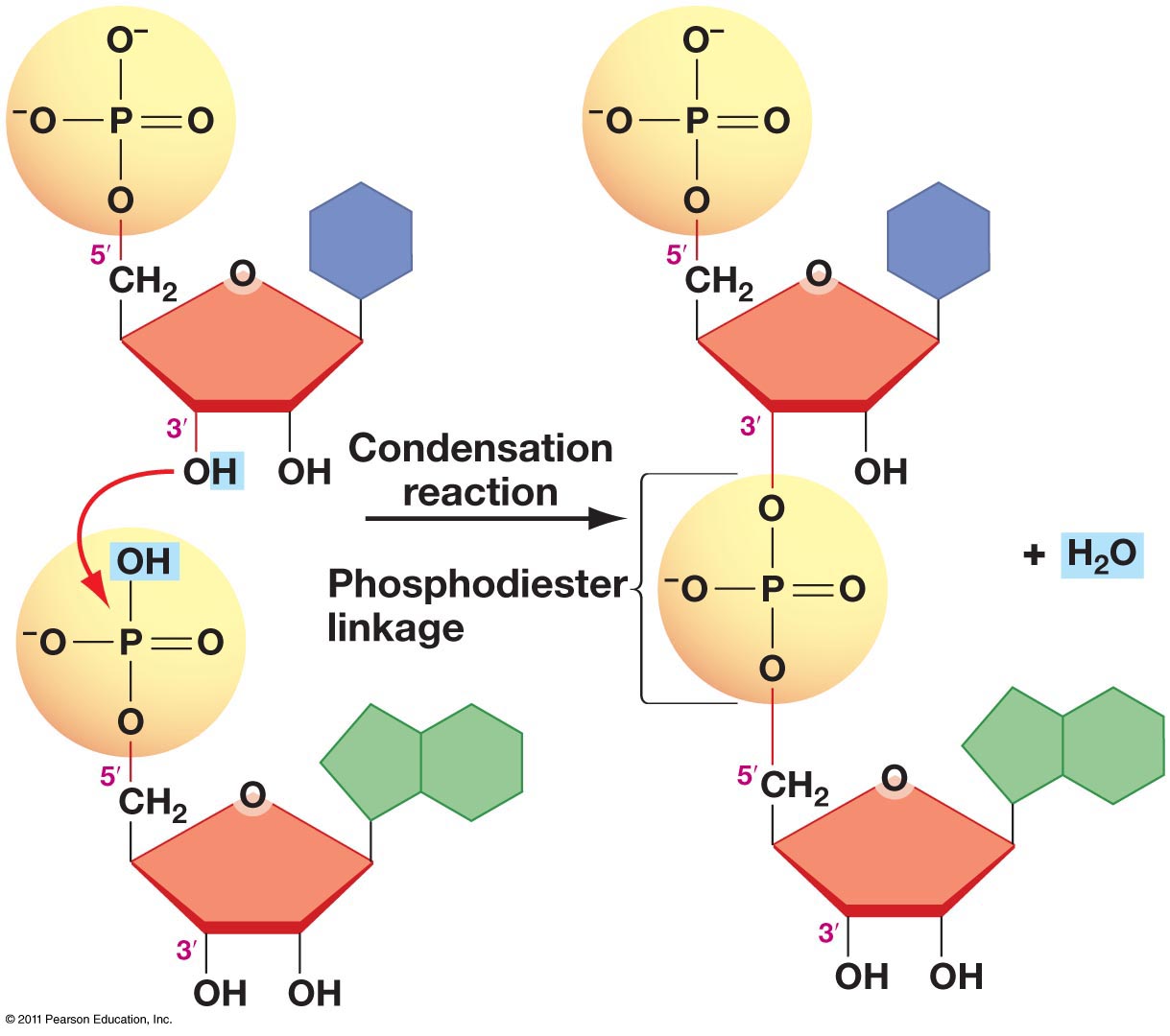 what-covalent-bond-links-nucleotides-together-socratic